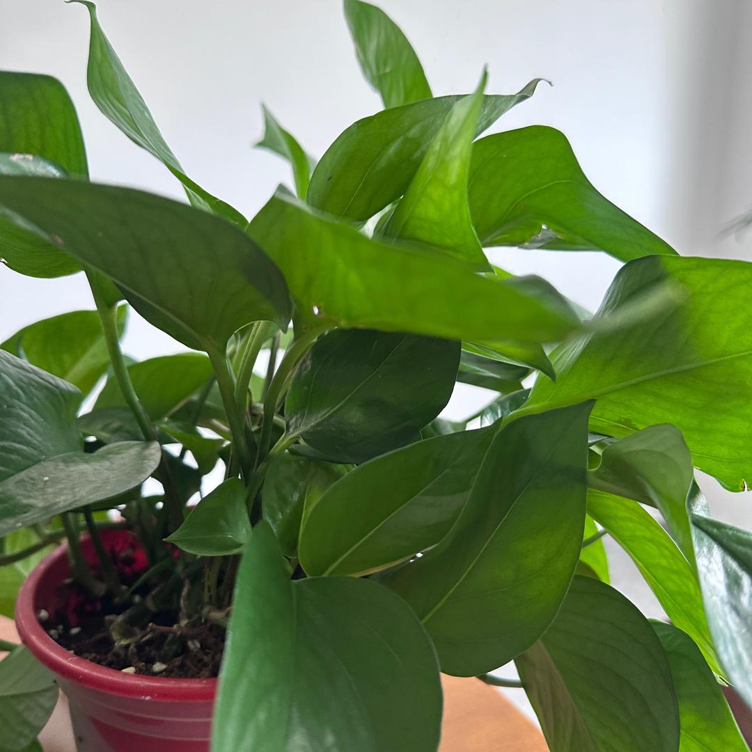 花开富贵小饼干