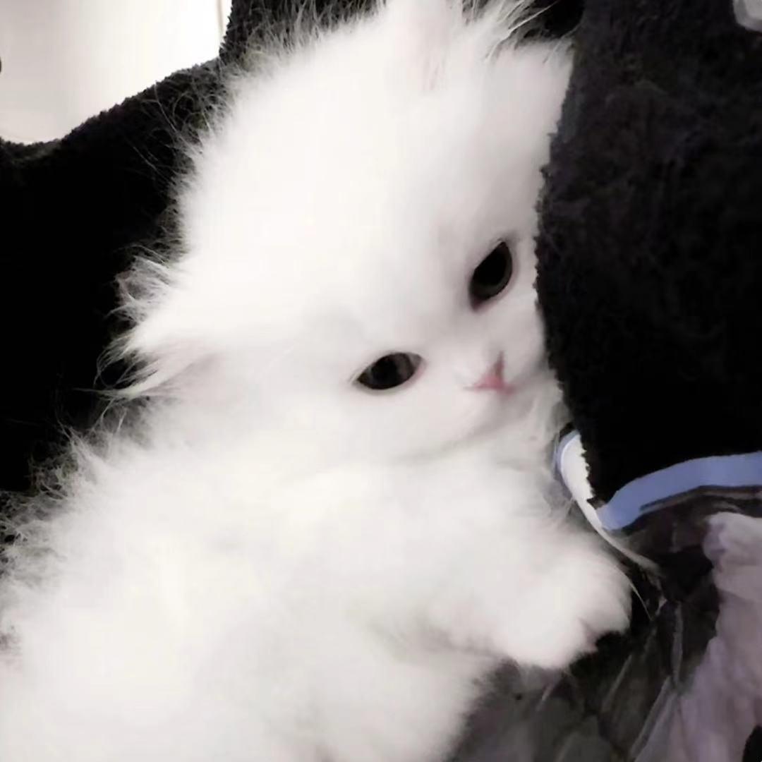 小哑巴