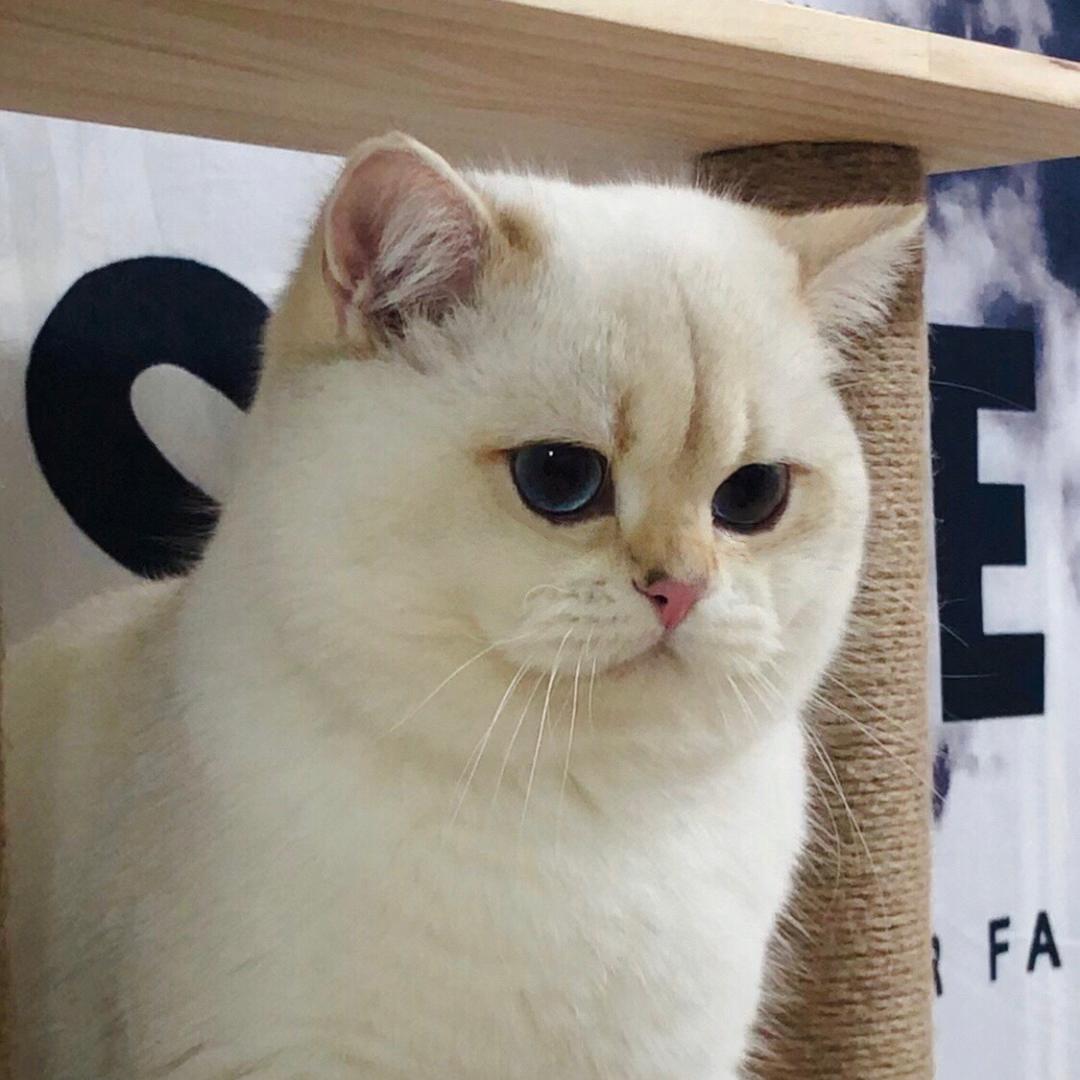 一路猫舍