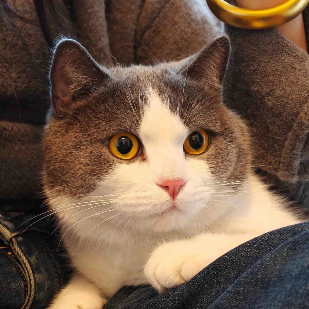 呼叫小猫咪