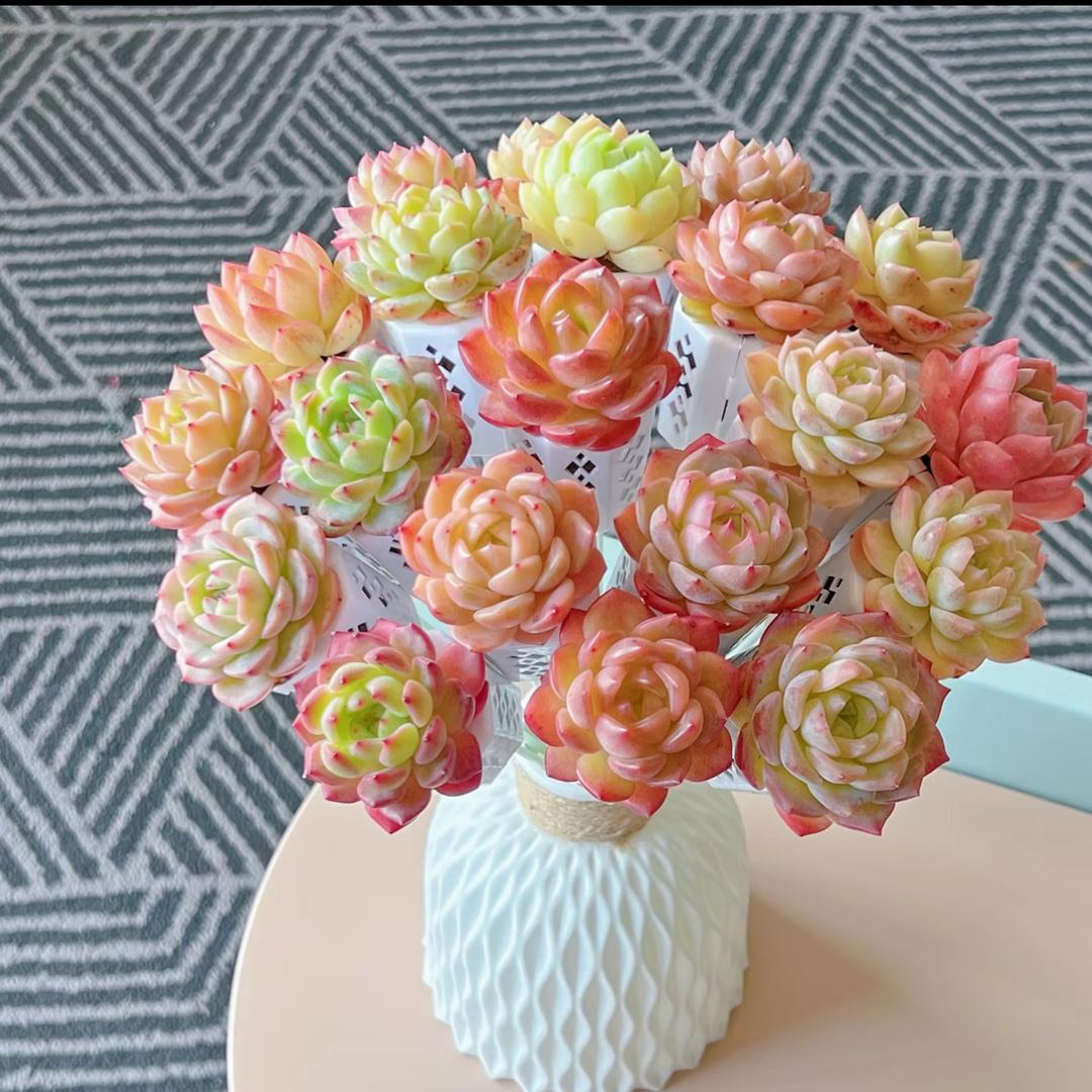 满堂红多肉基地