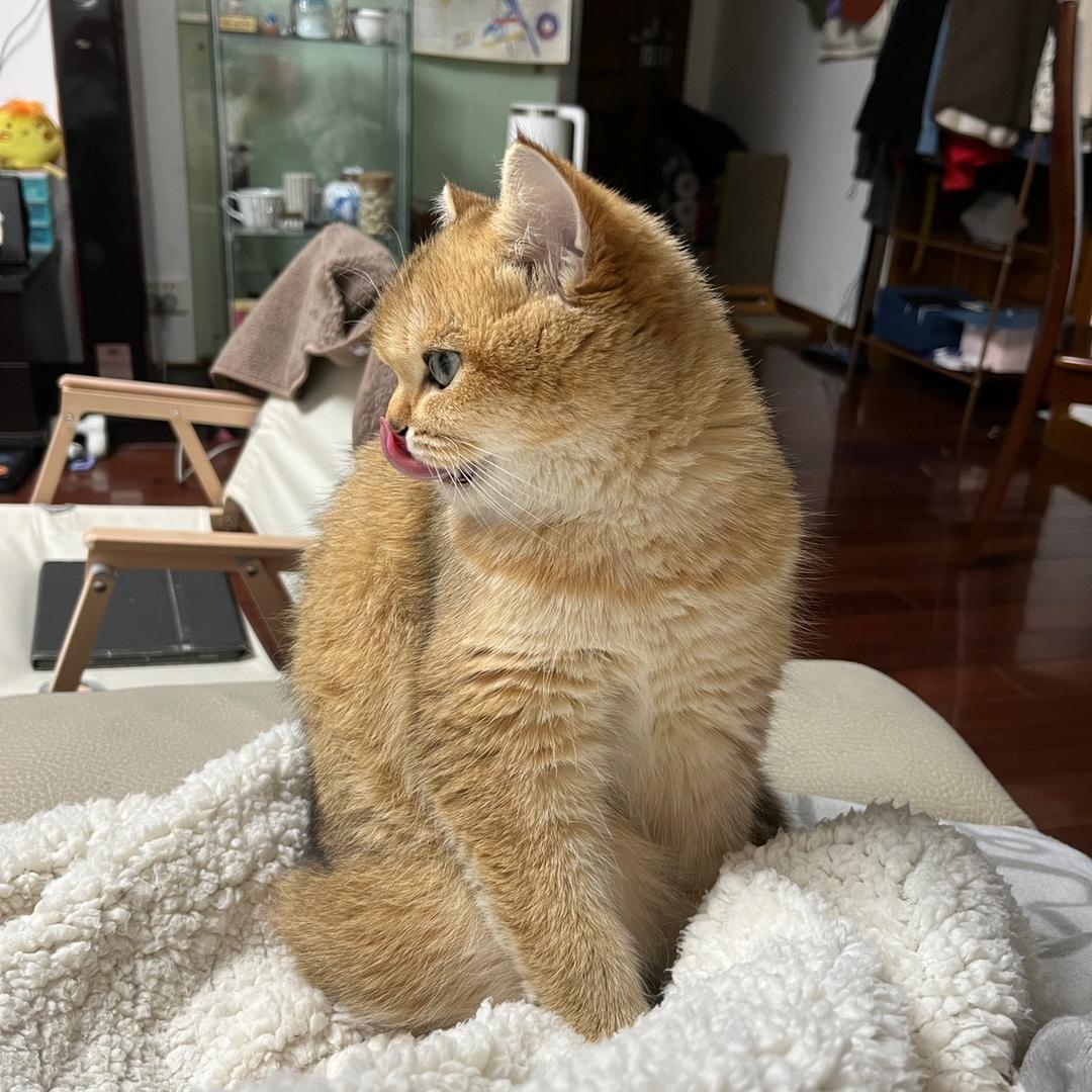喵喵meow