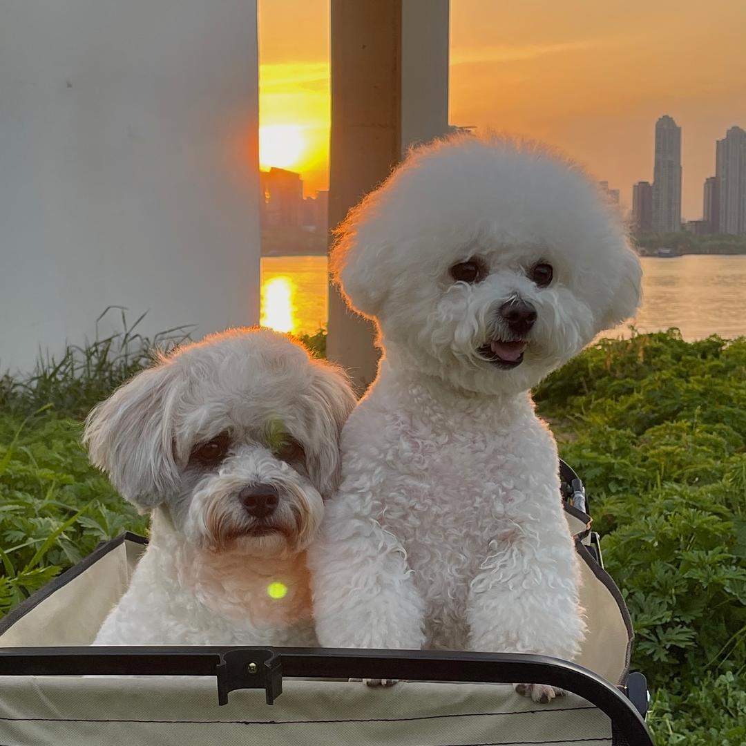 团团是只小比熊