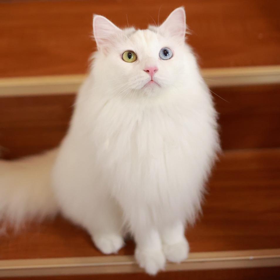 糖糖会有很多猫🐱