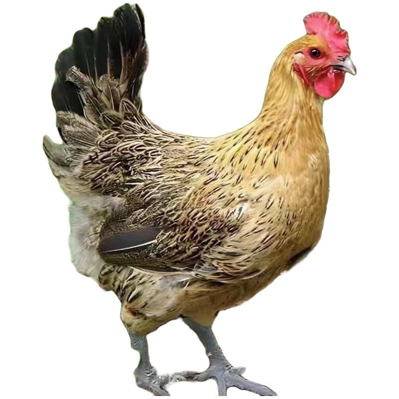 34368368265