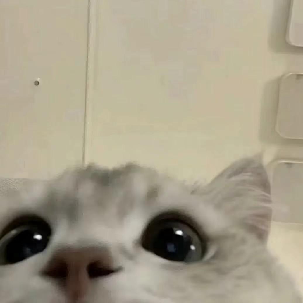 一只喵