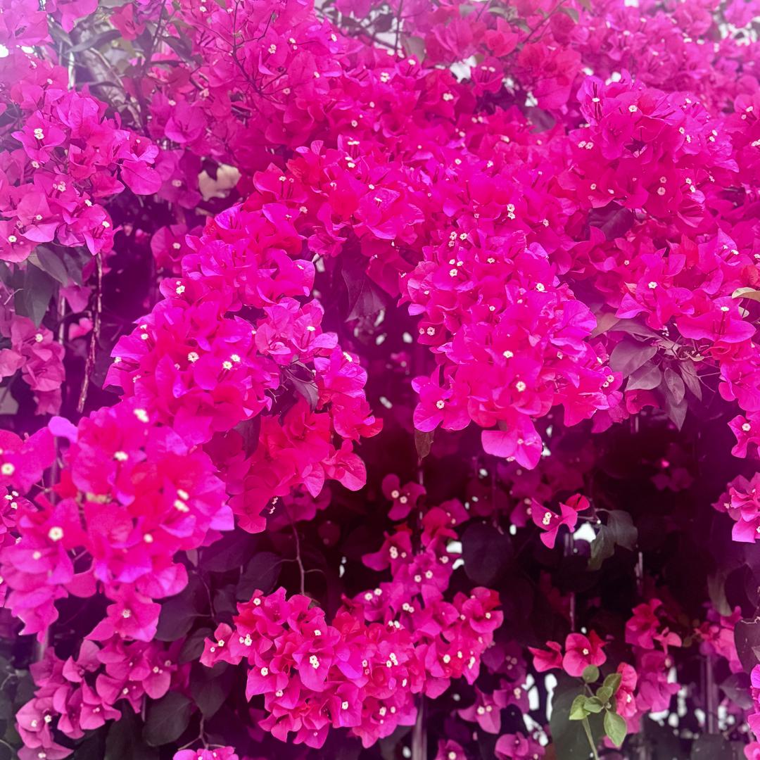心菲