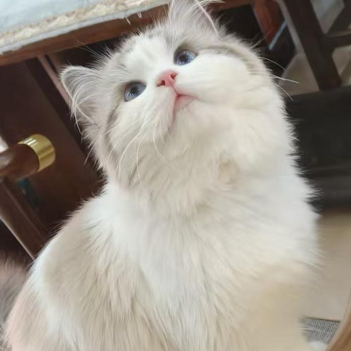 核桃