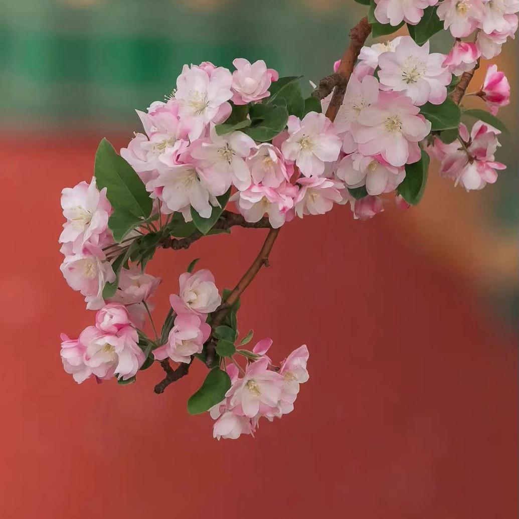 解语花的小跟班