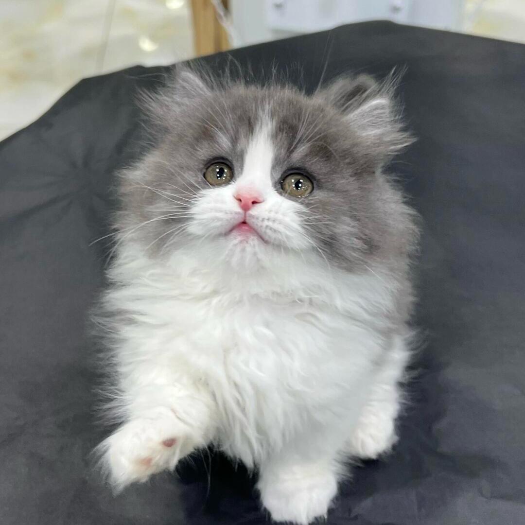 快印家族图文广告猫-上海财乙多广告有限公司