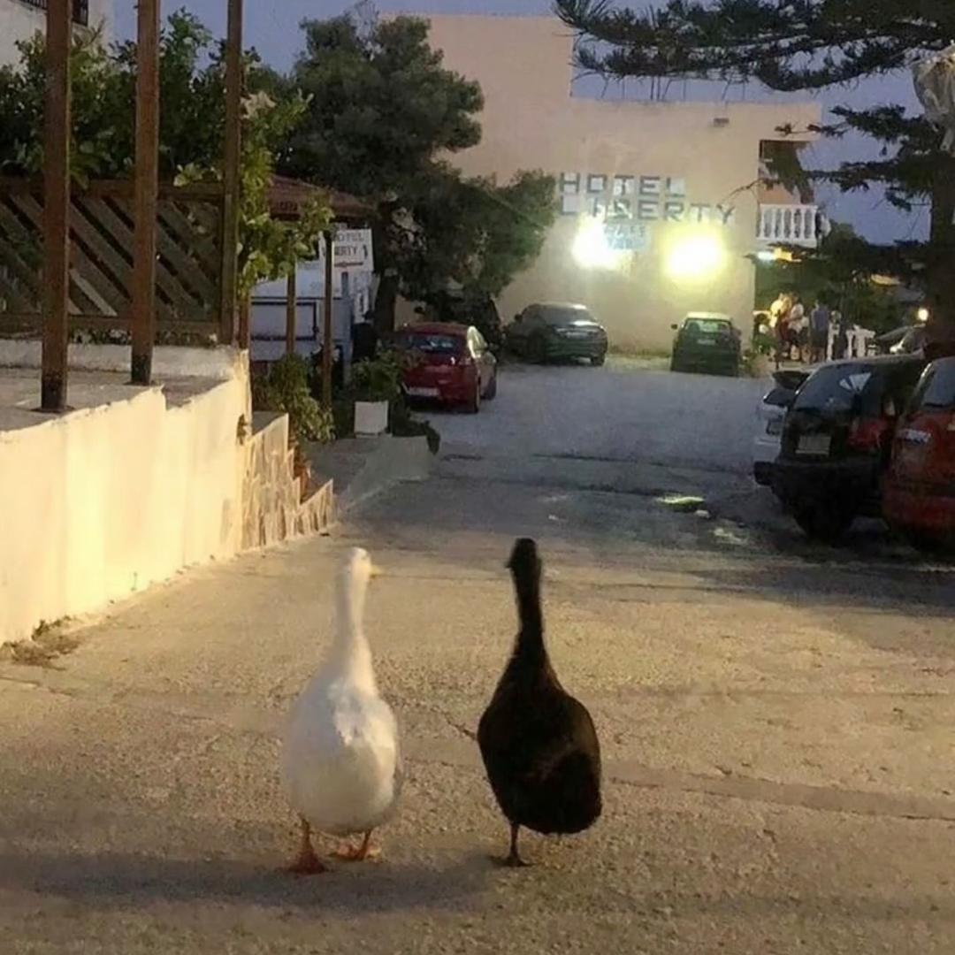 伤心的小猪