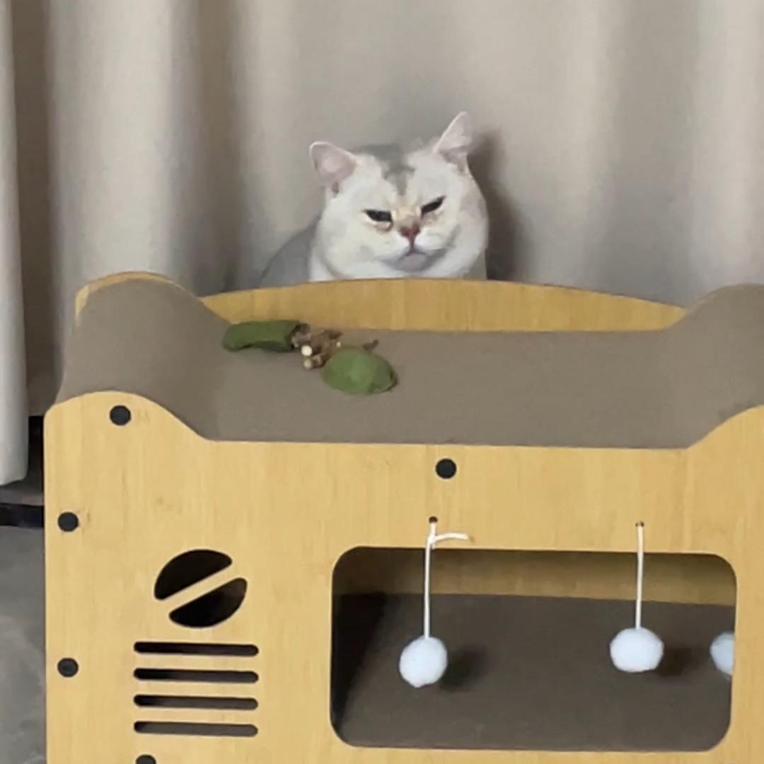 王安安🐱～喵