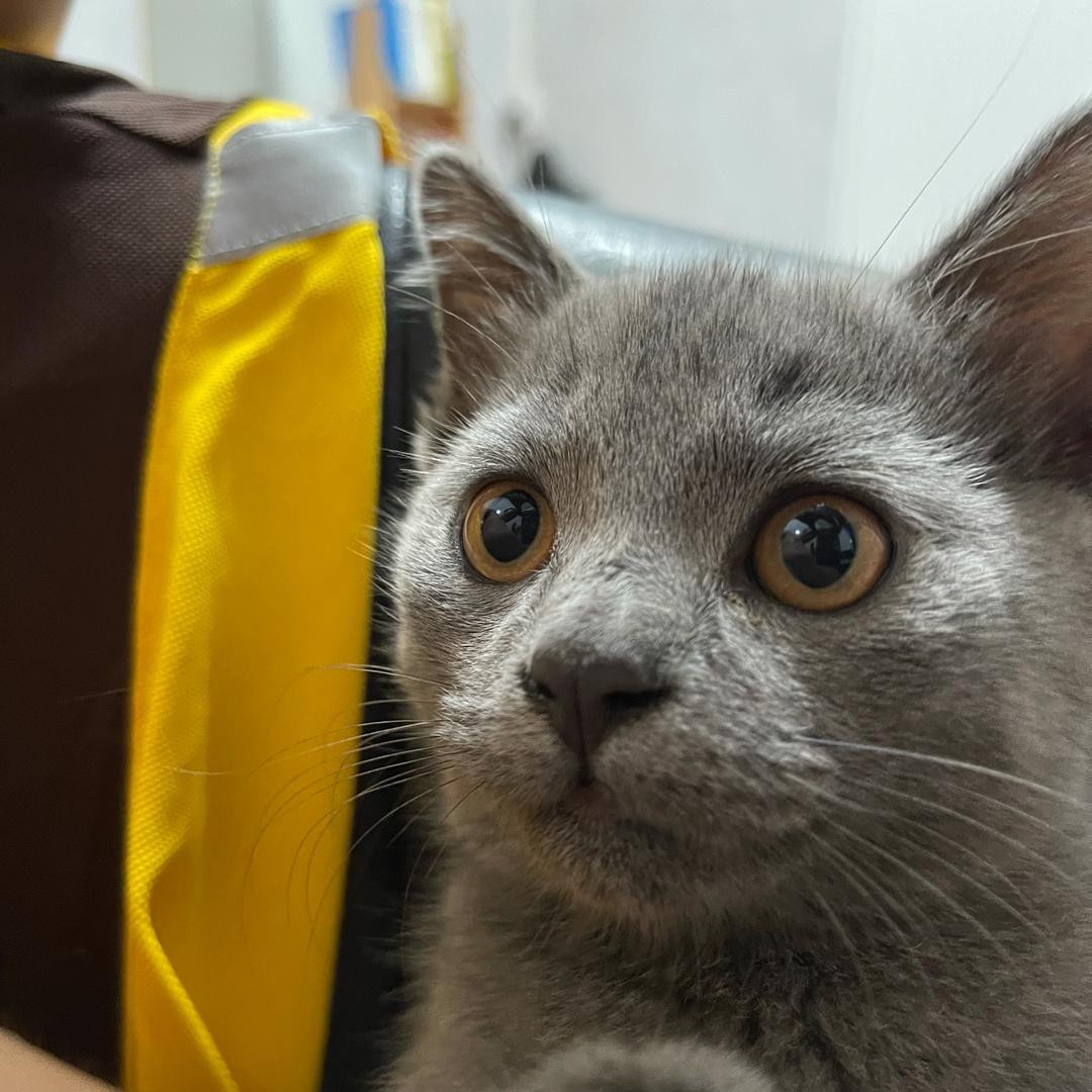 小蓝喵