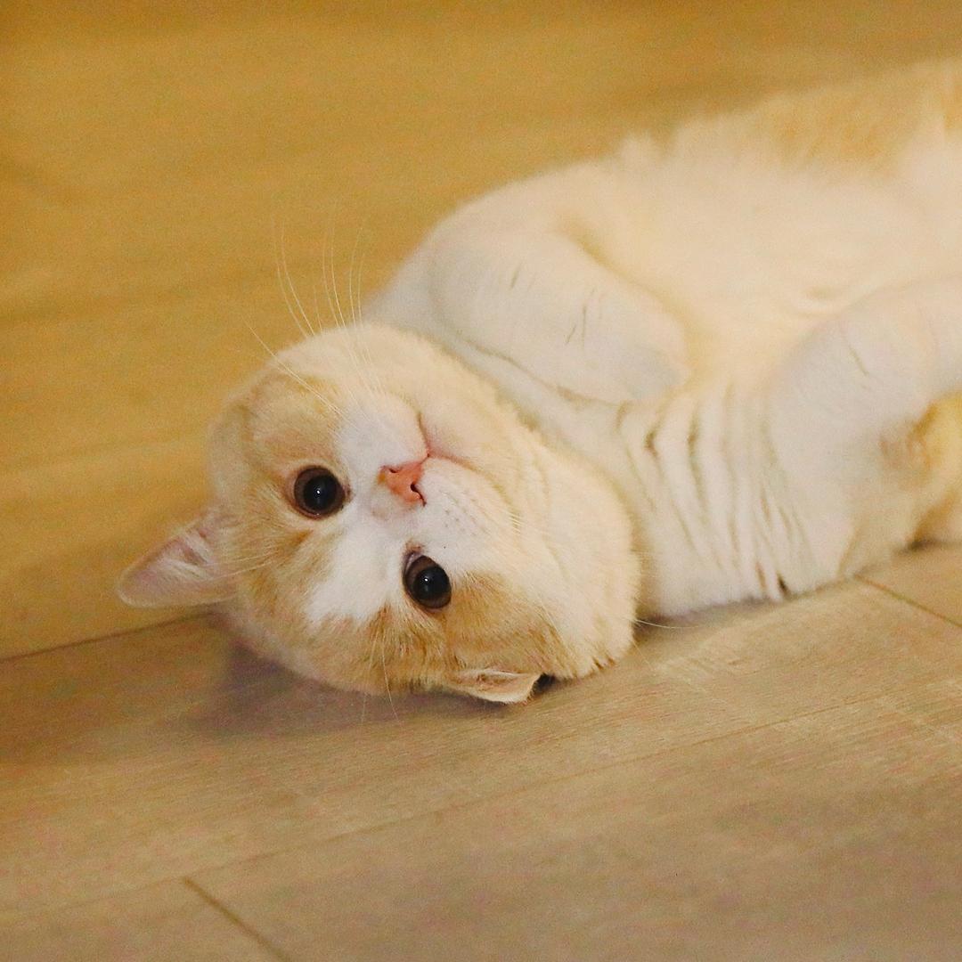 Santiaoren — 土土