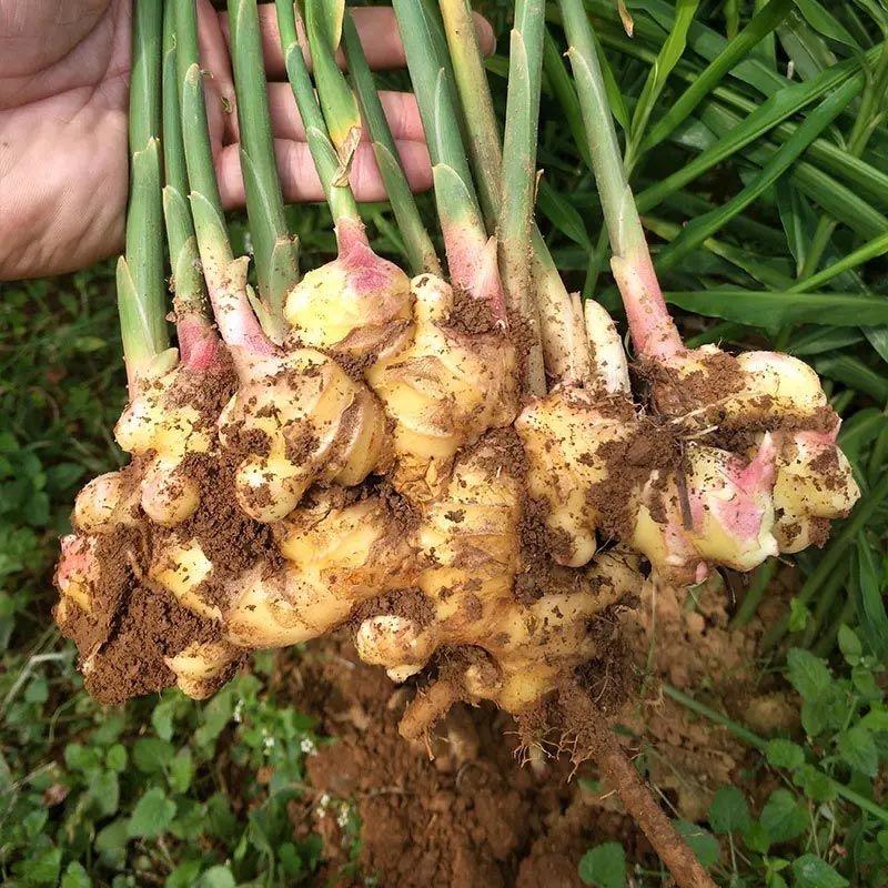 云南高山小黄姜