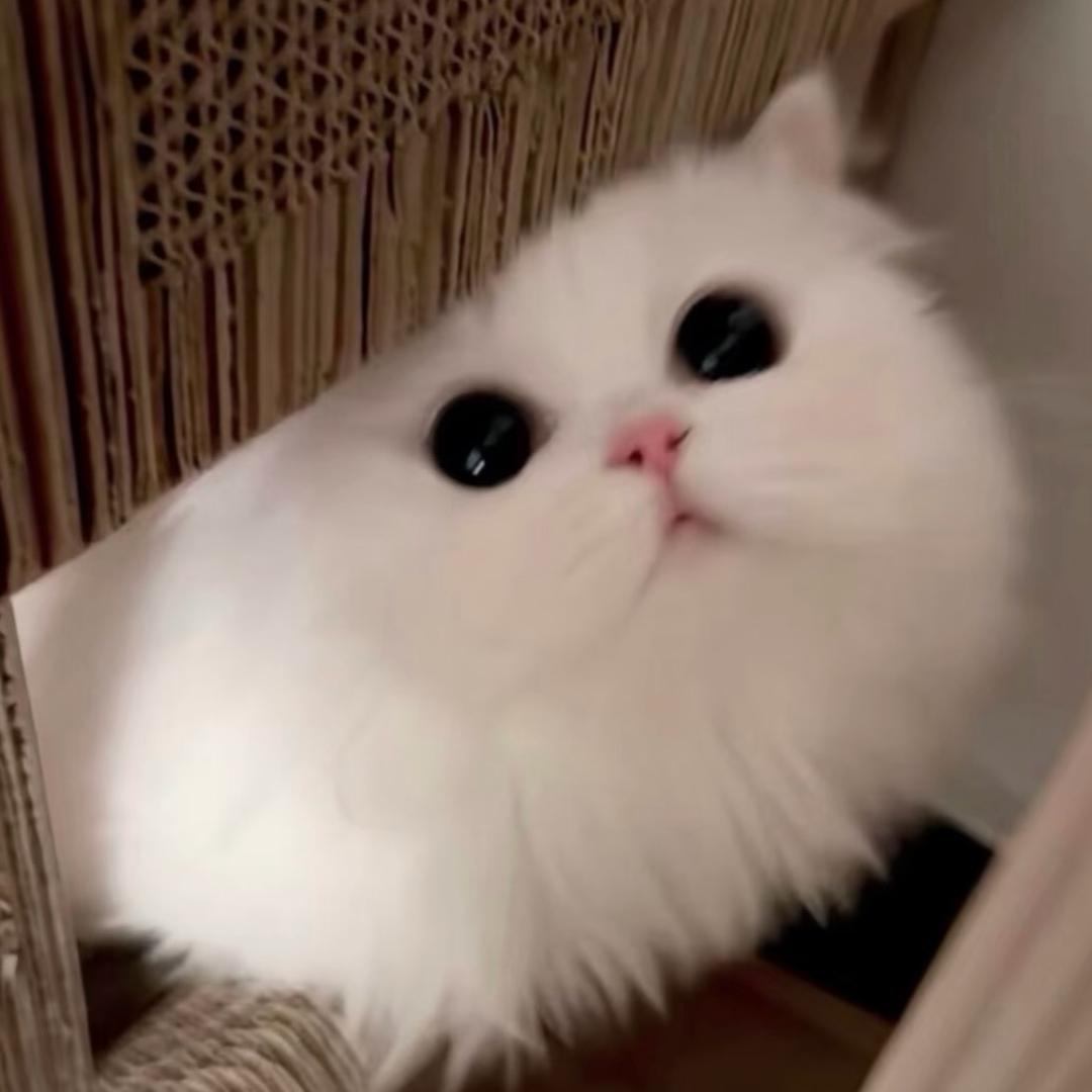 人傻好骗