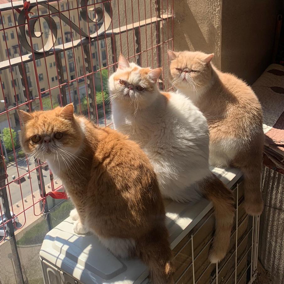 加菲姐的加菲脸🐱