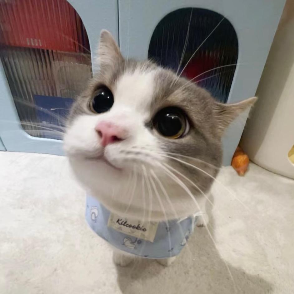 维维大王