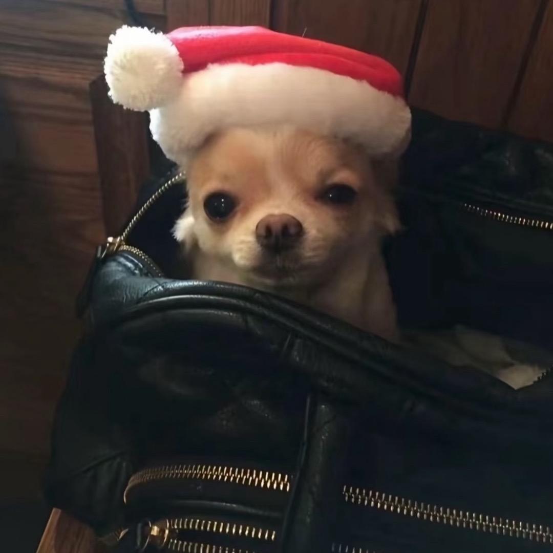 农村入爱喂猪