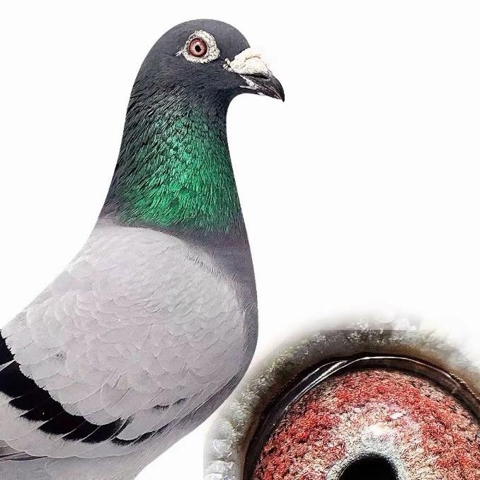 养殖笼鸽具百货工厂