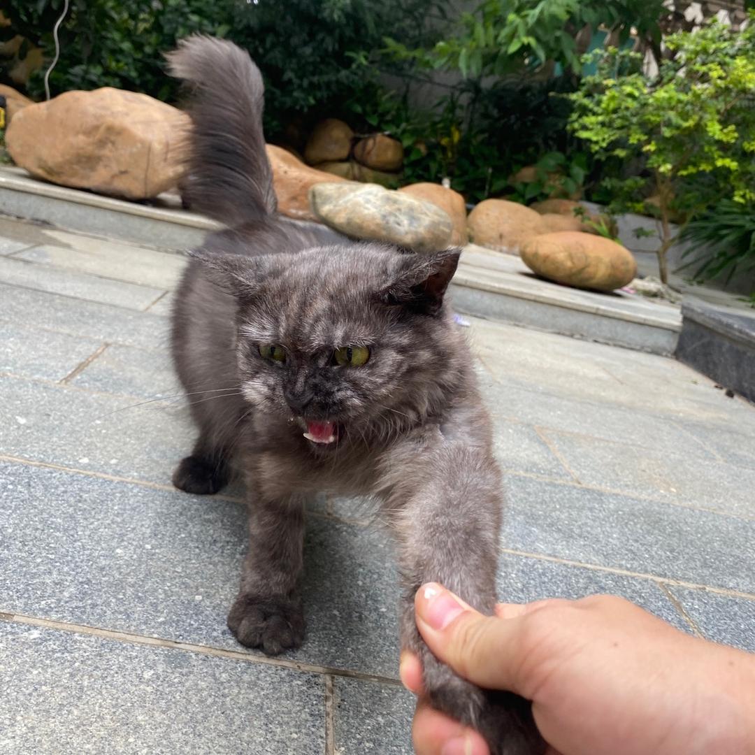 噗噗是只黑渐层