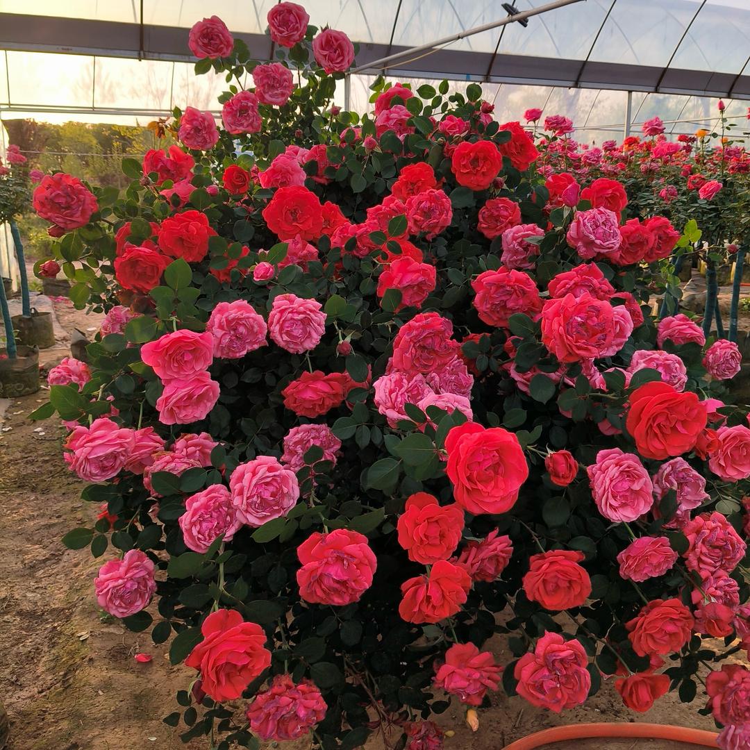 花想容园艺