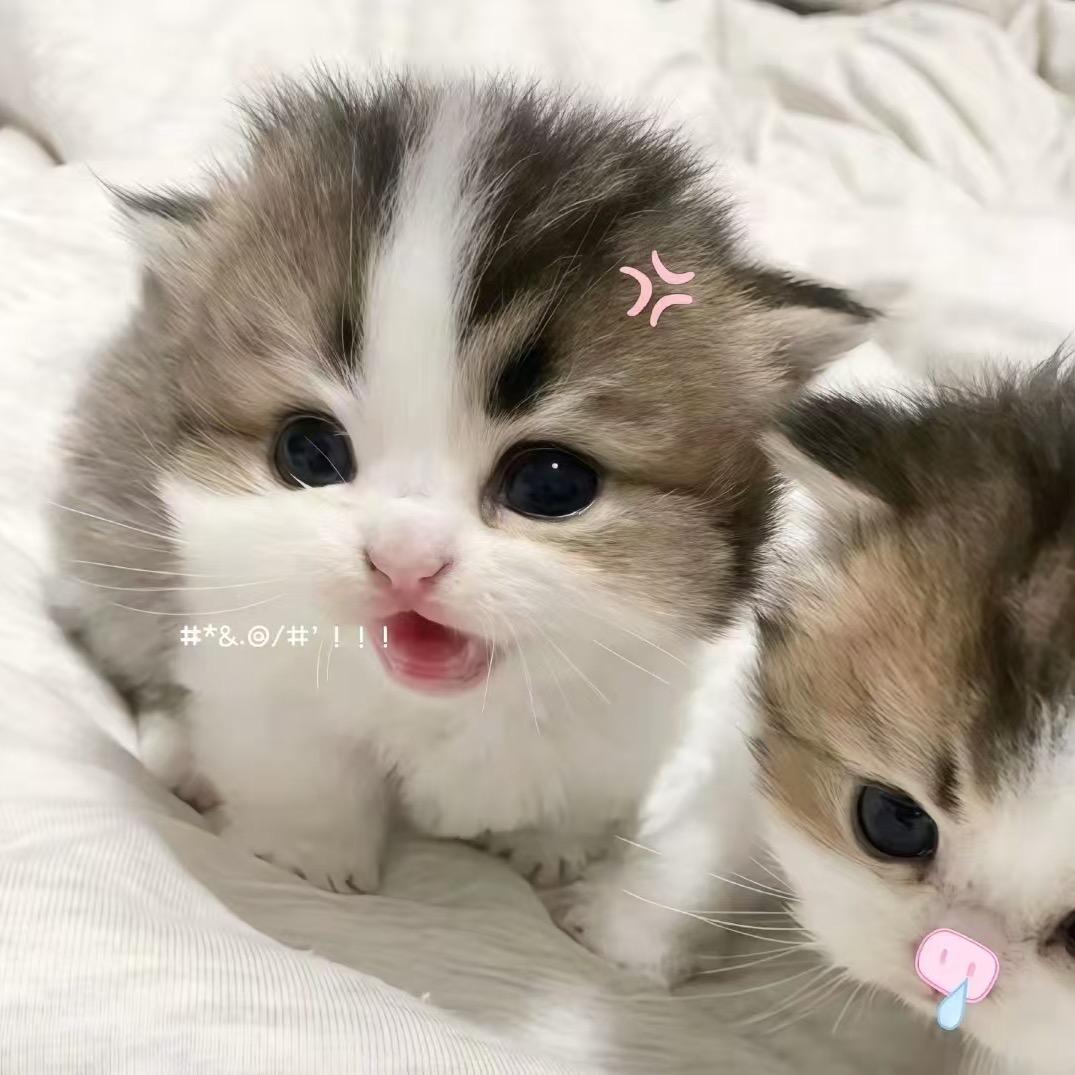 喜欢阿彩吖