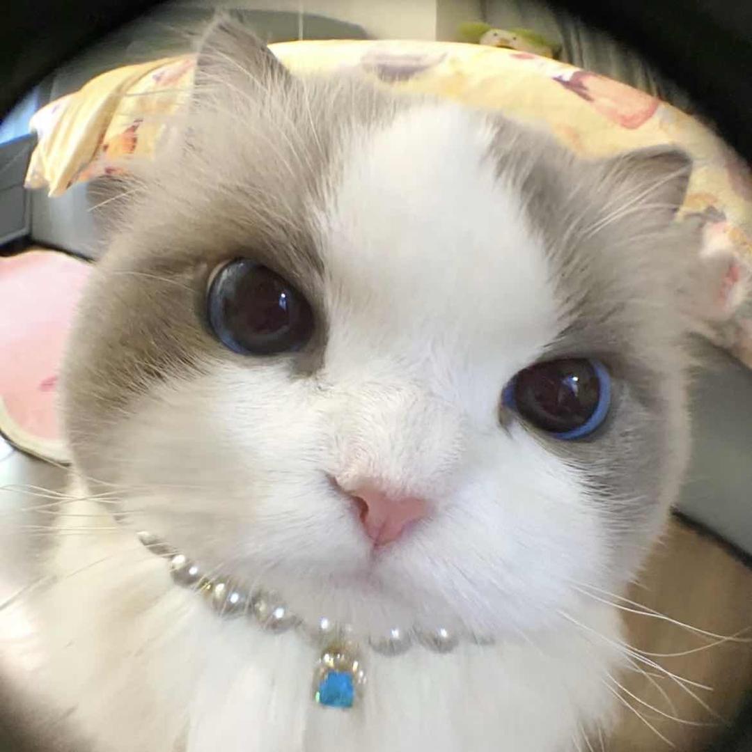 圆圆爱妮儿