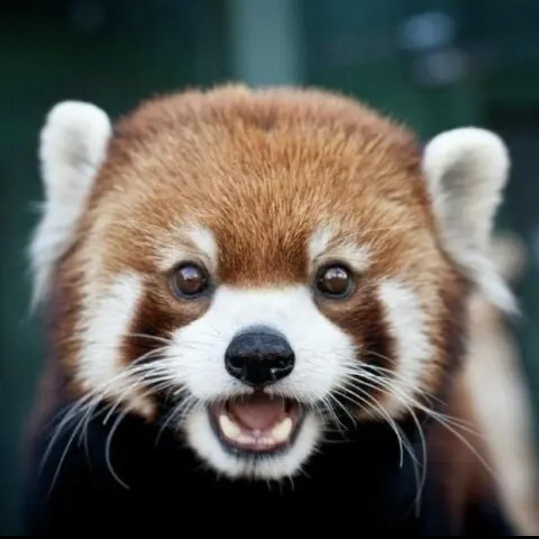 小浣熊🦝