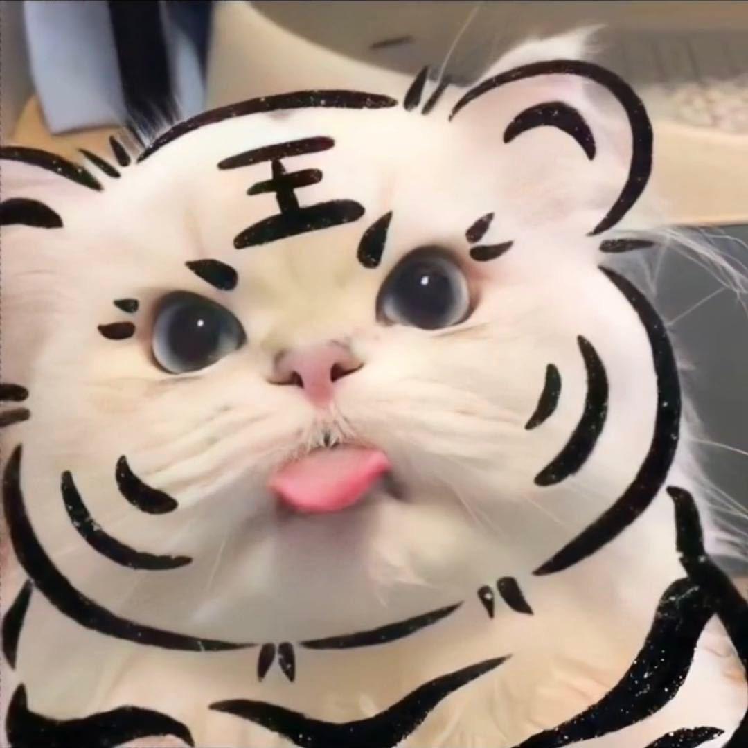 @我是一只猪🐷