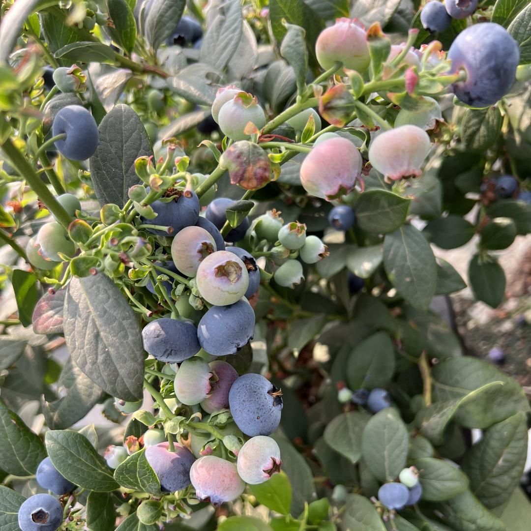 秋哥鲜果源头仓