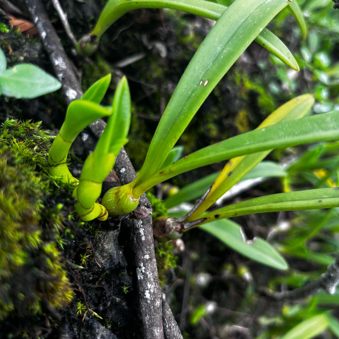 山老