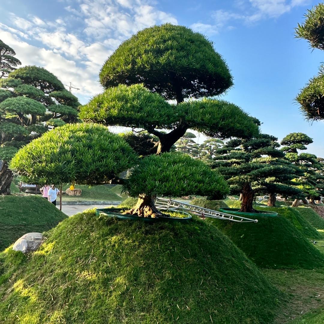 跃松芸