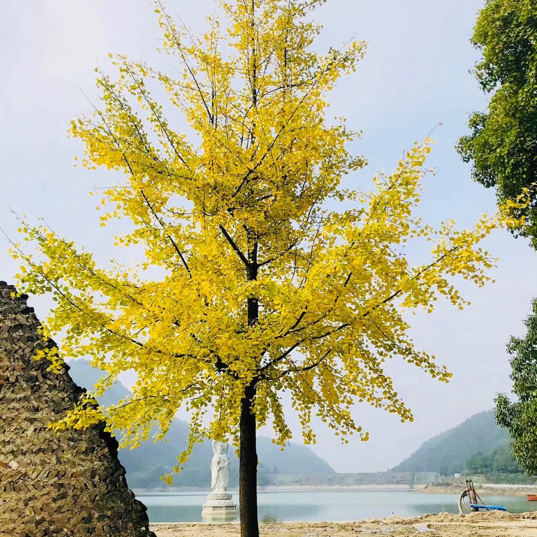 叮咚老师