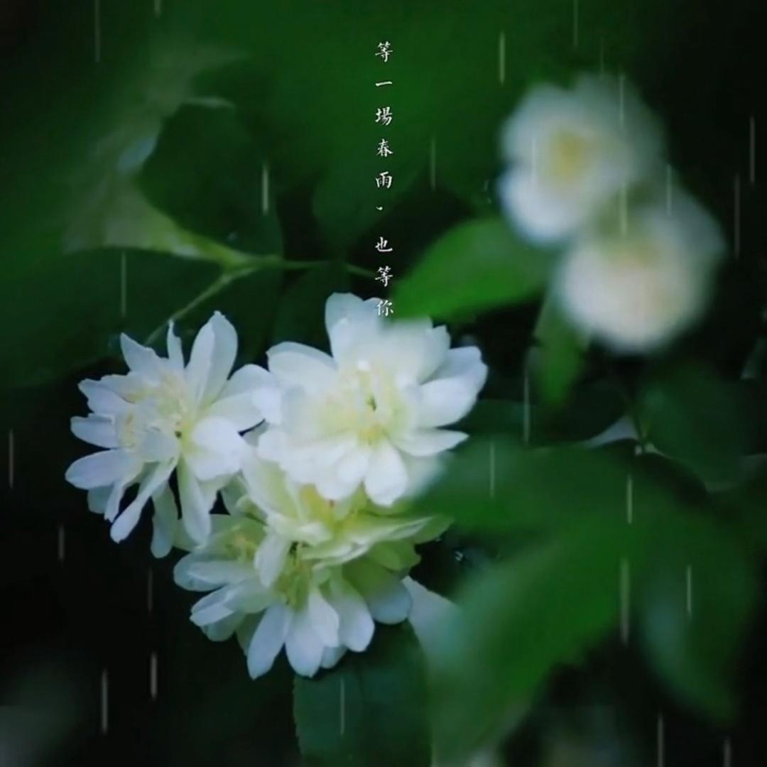乡愁头像