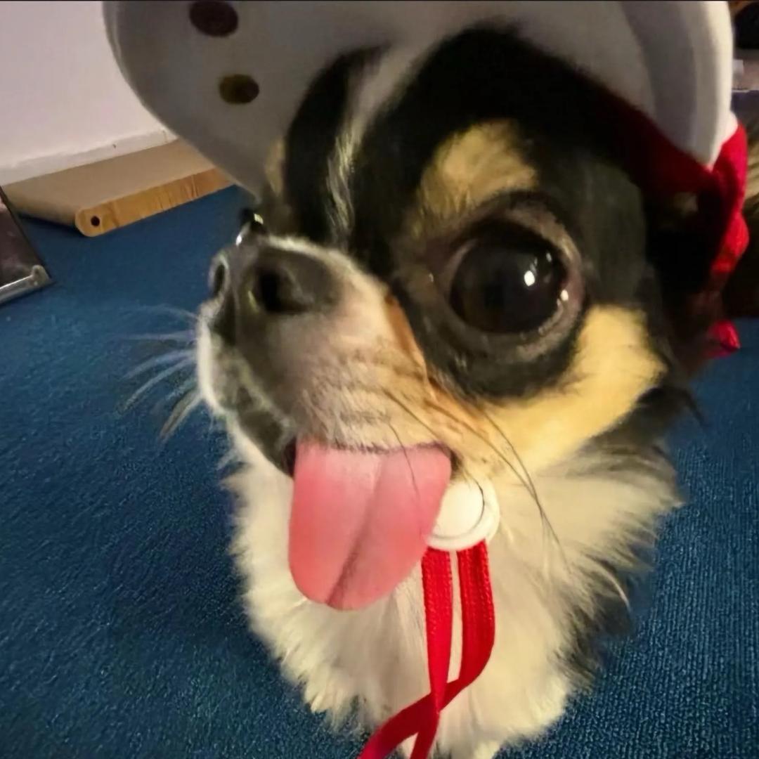 力羊羊⭐🌙🍂