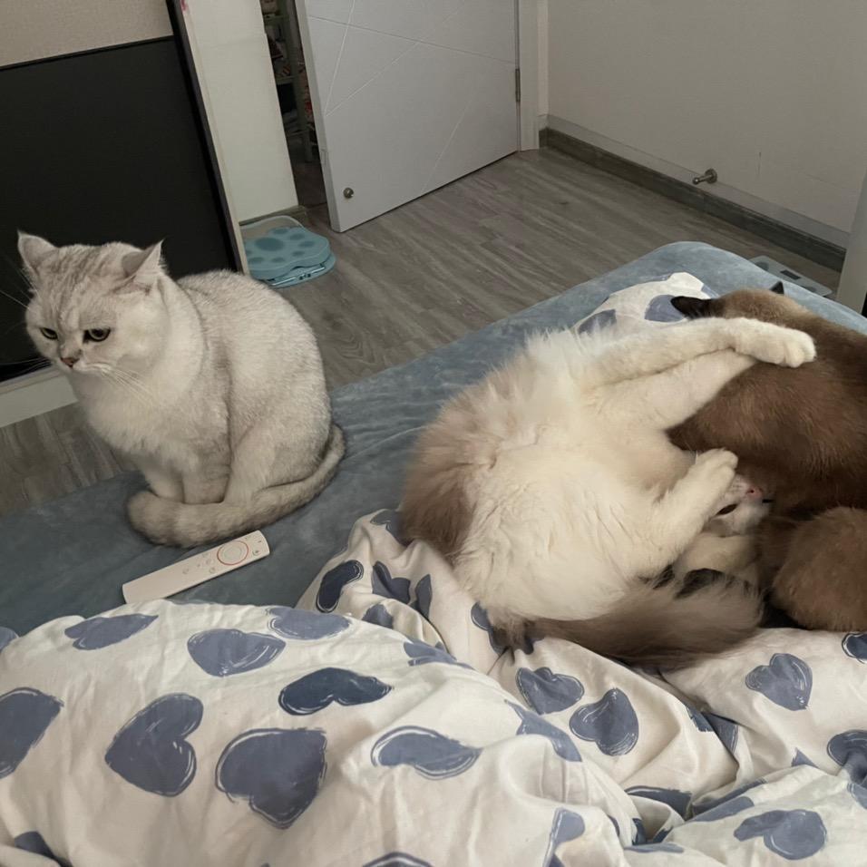 三只小魔鬼的日常