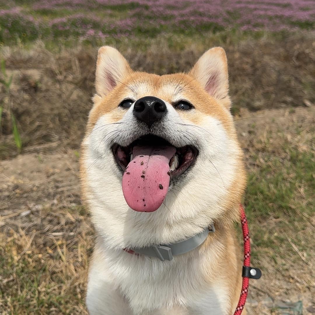 饭团呀