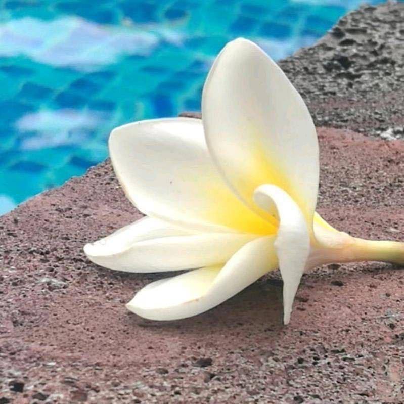 安夏