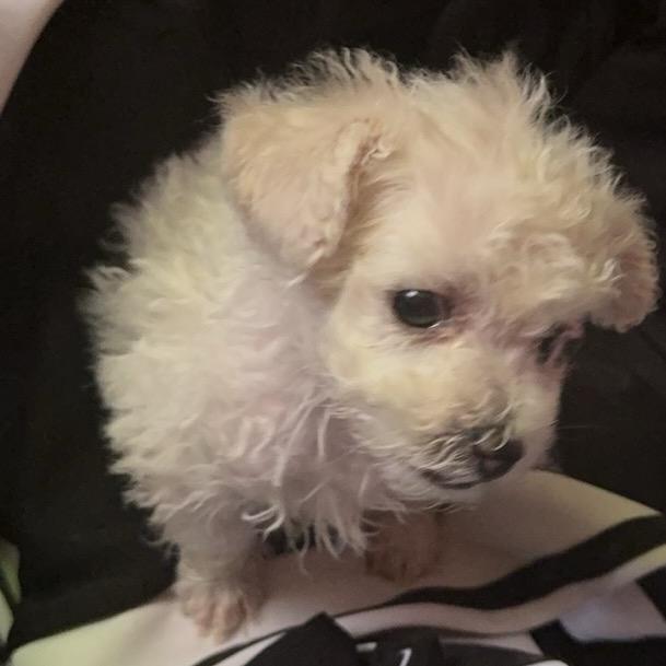 翠花的出逃日记