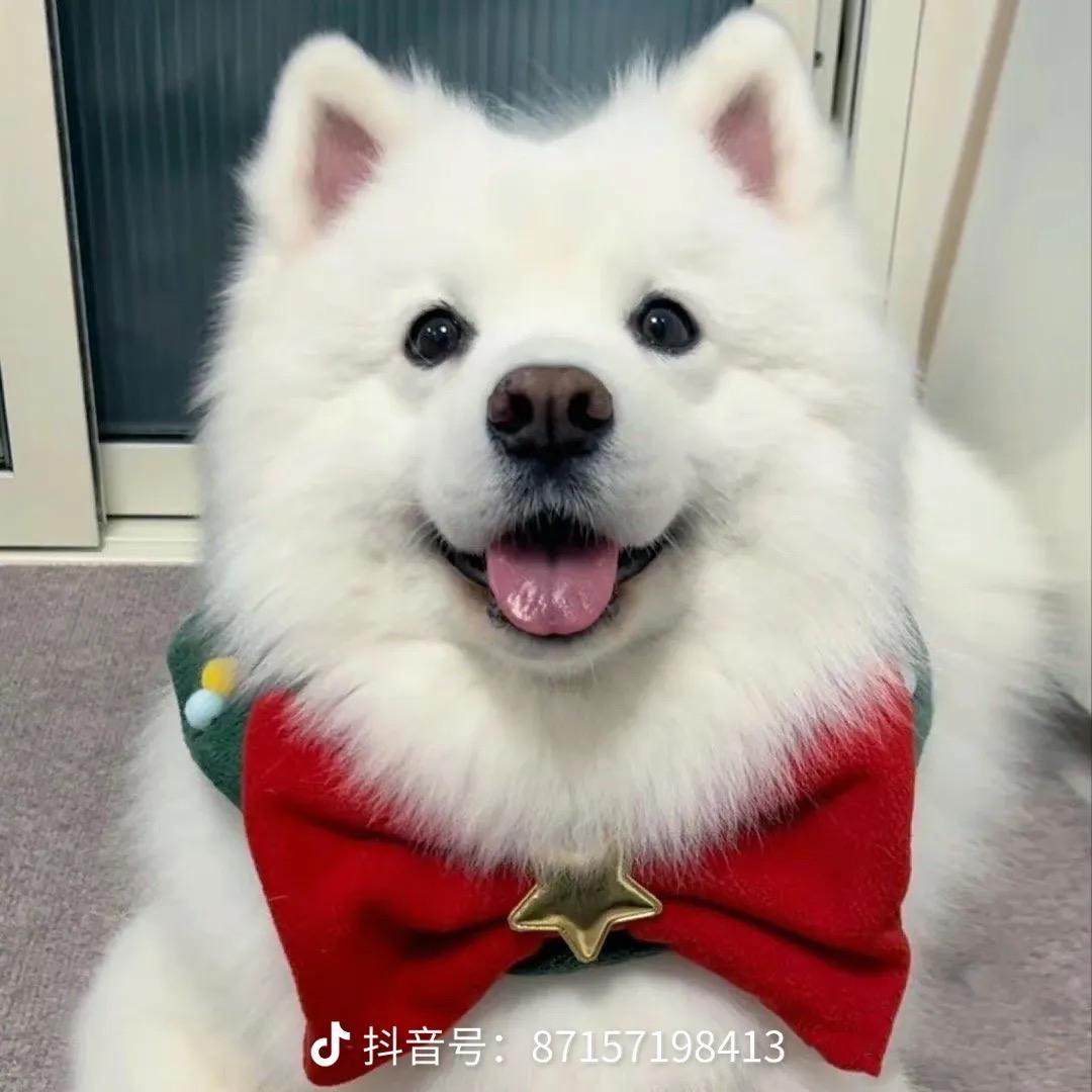 静静萌宠