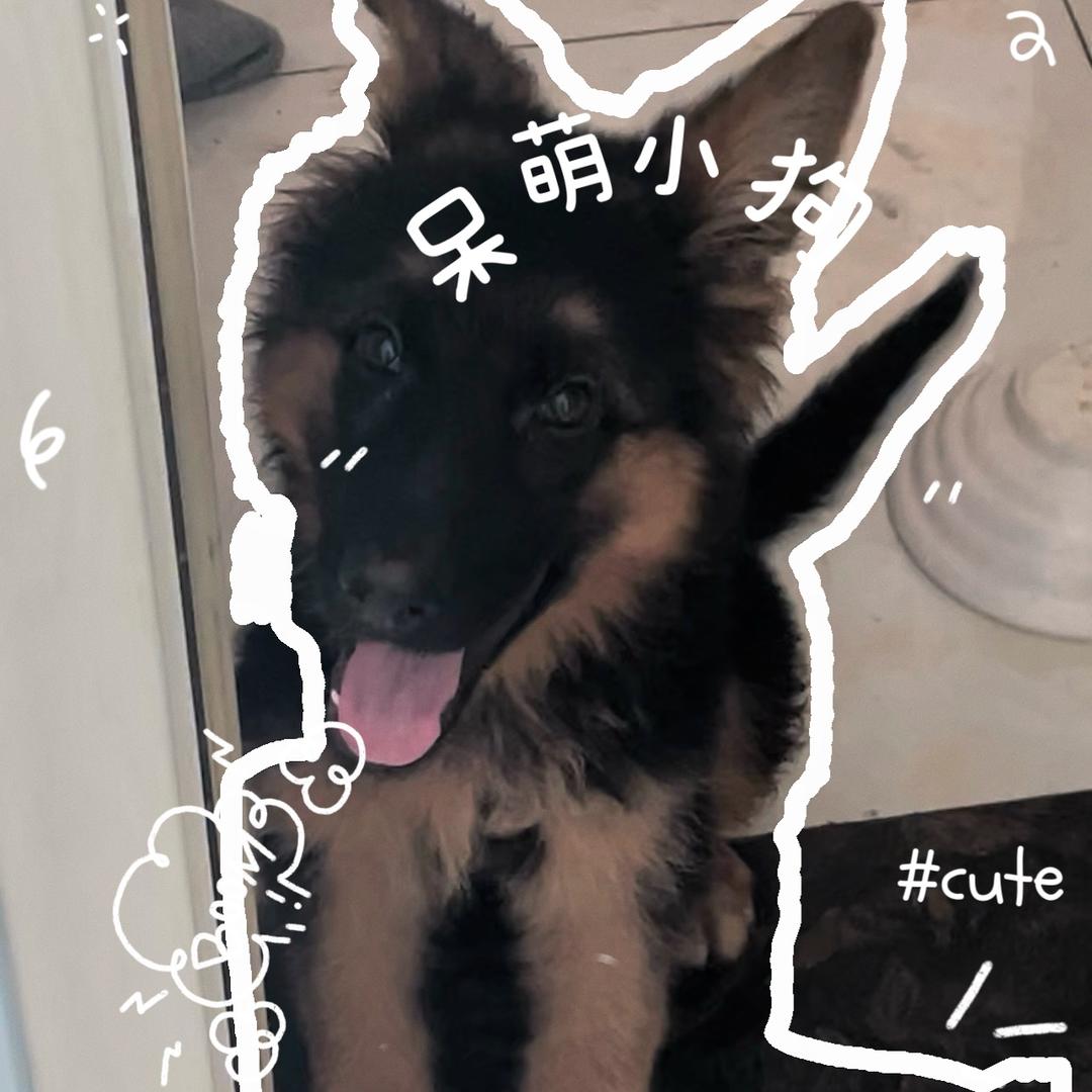 懒觉小狗🐕