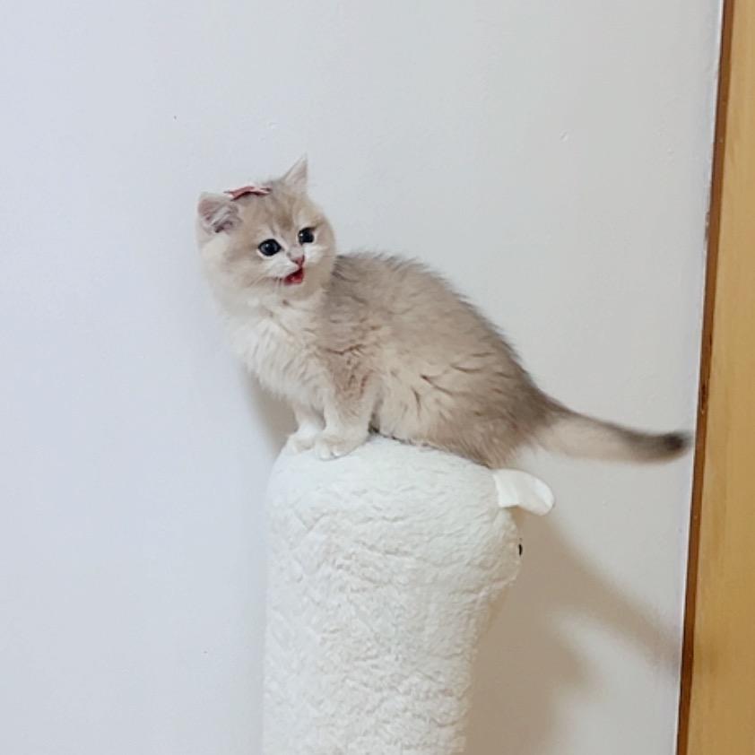 喵爪爪猫舍