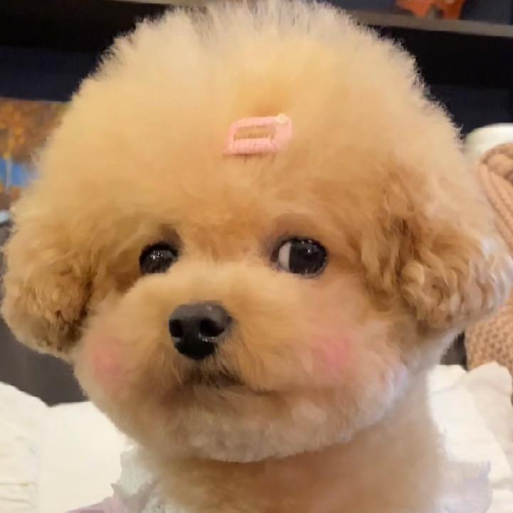 三儿是只小狗🐶@抖音