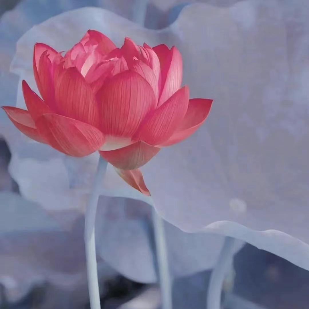 吉星高照