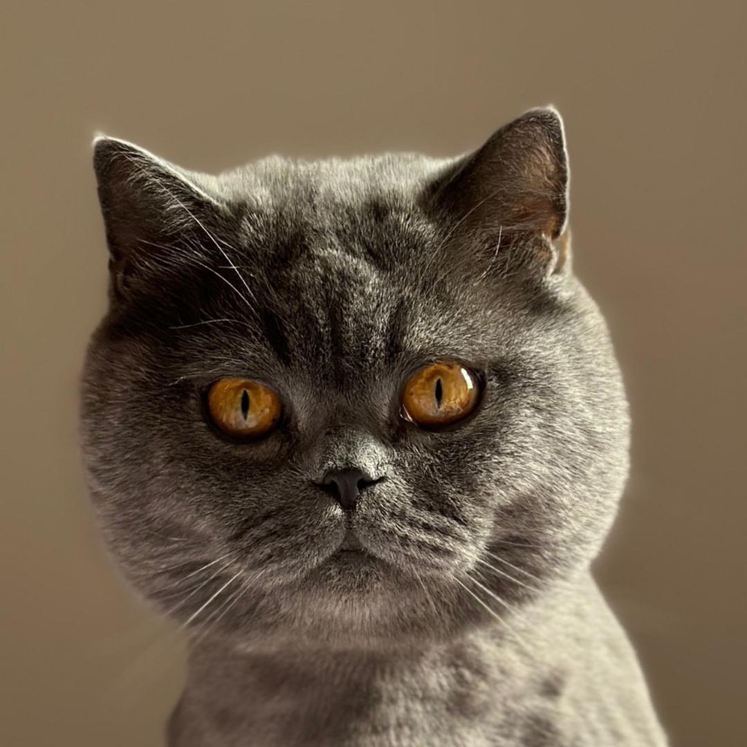 三只猫