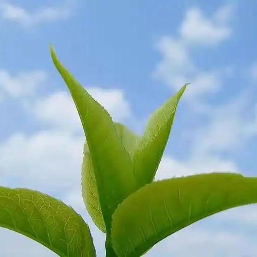向上生长