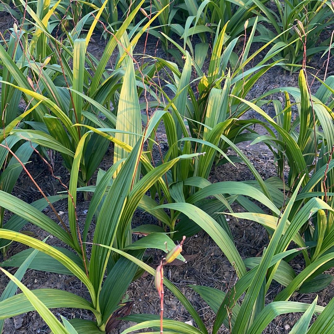 百草堂农业种植基地