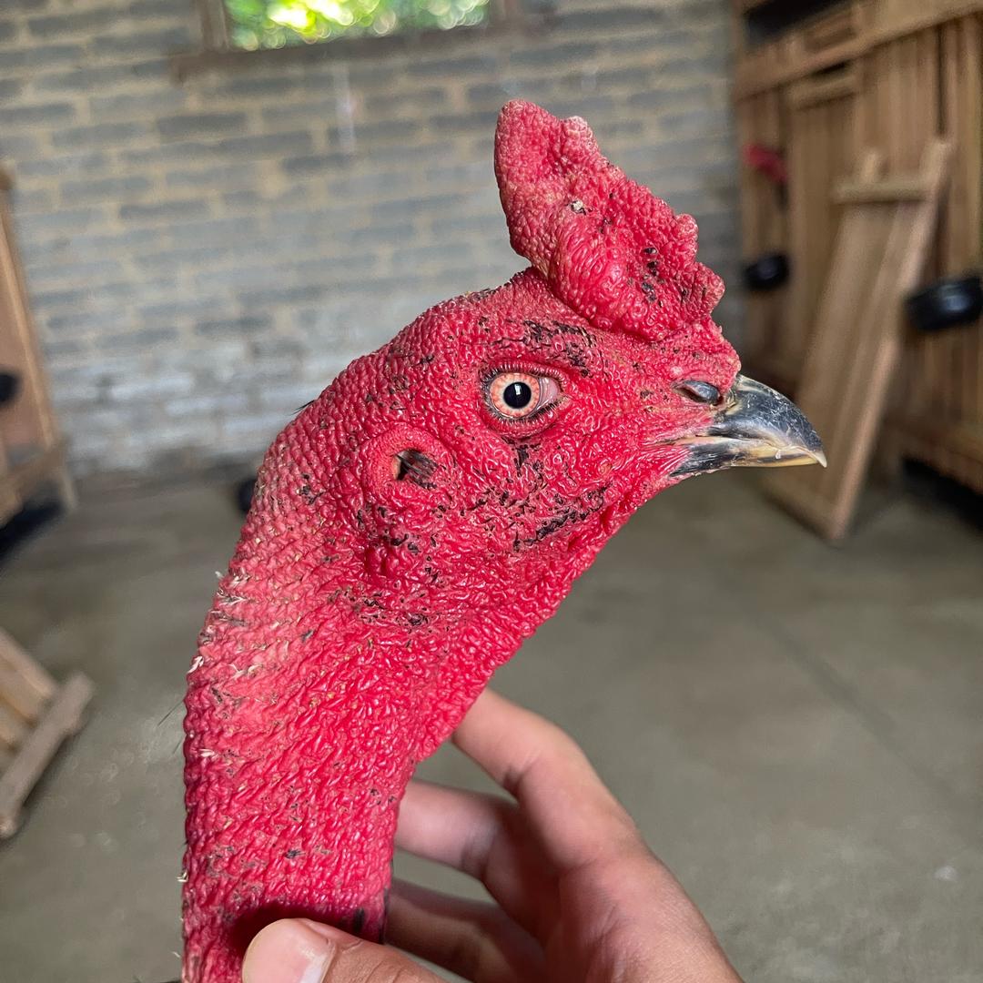 小开斗鸡养殖