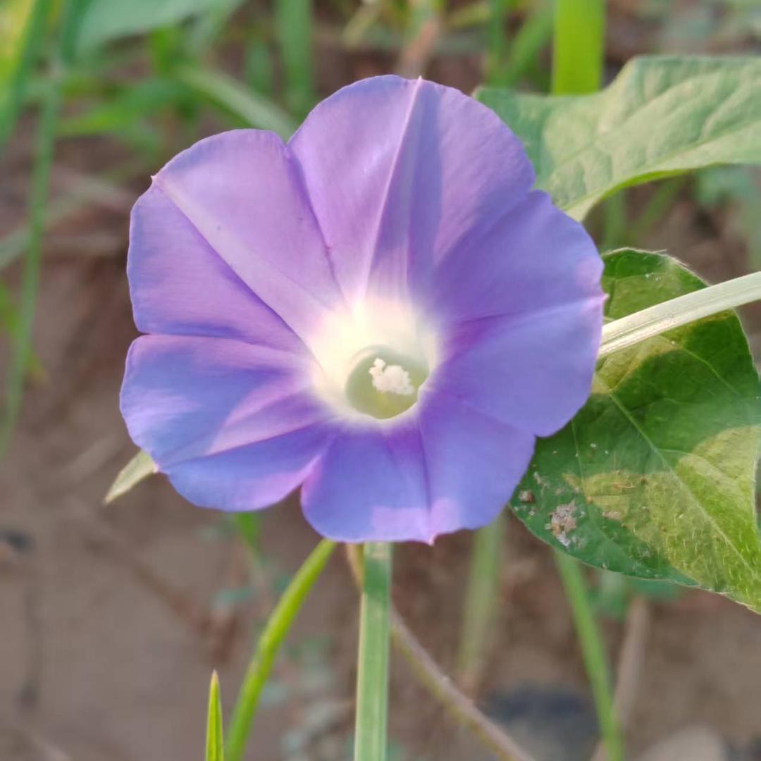 苹果爱运动